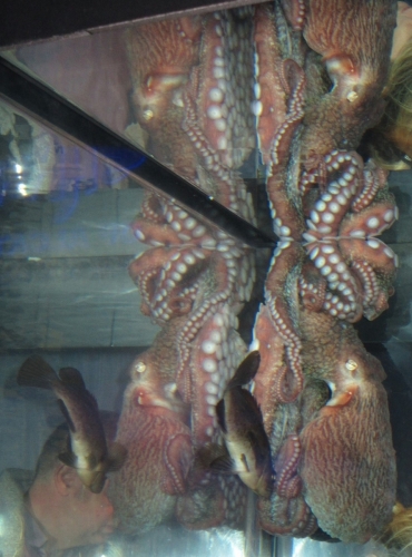 Reflected Octopus