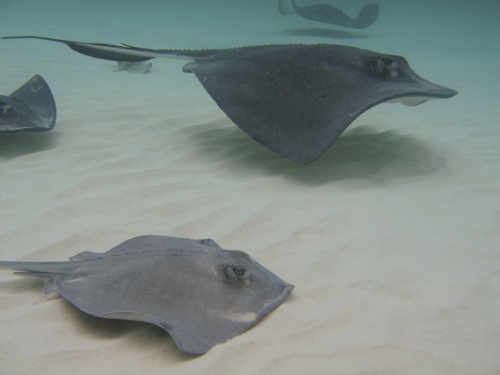male and female sting ray