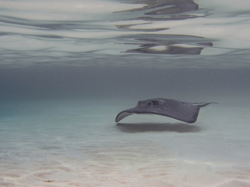 Sting Ray shallow water Grand Cayman