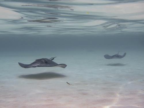 Twin Flyers.Sting ray Grand Cayman reflection shallow water sting ray city