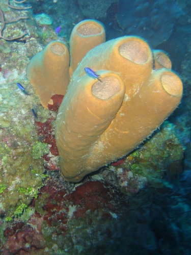 Sponge Cayman