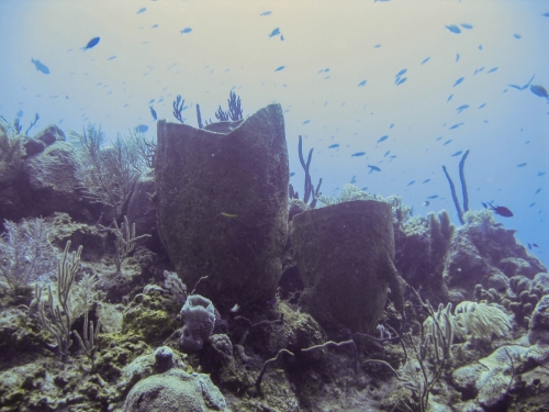 barrel sponge fish coral reef grand cayman