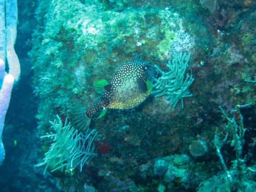 box fish Cayman