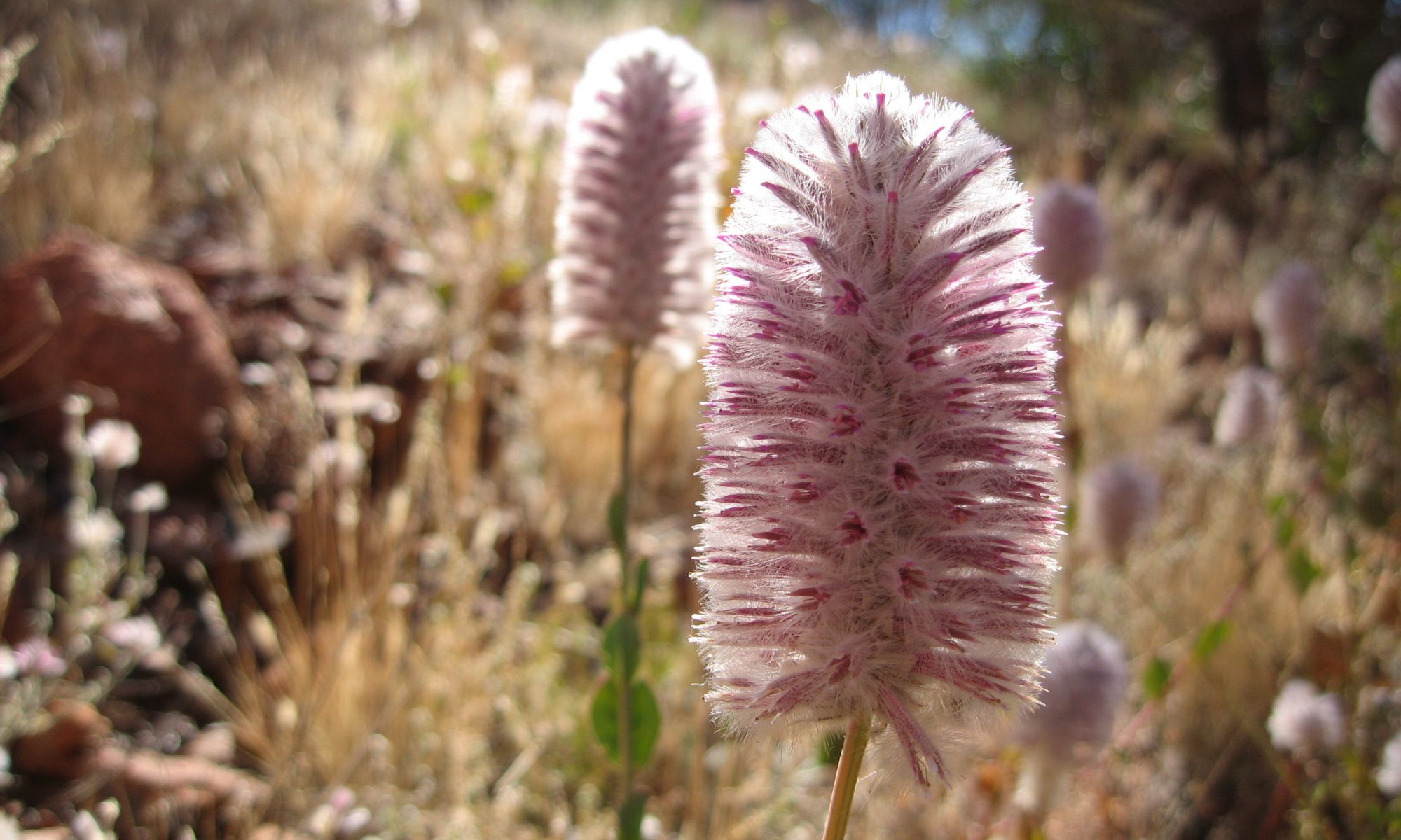 Photo pink mulla mulla flower.