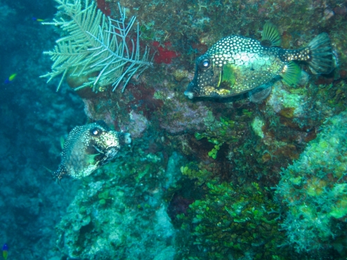 box fish Cayman
