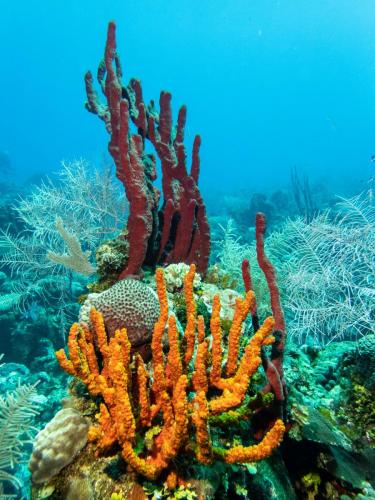 Coral with Red and Orange Branching Sponges